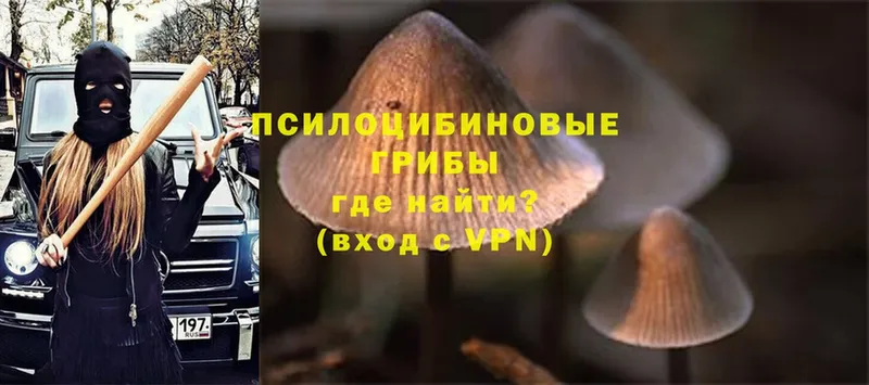 Галлюциногенные грибы Psilocybe  Шелехов 